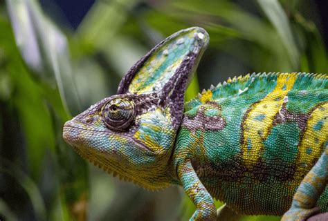 Veiled Chameleon 101 Care Sheet Lifespan Diet And Colors More Reptiles