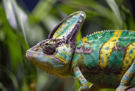 Veiled Chameleon 101: Care Sheet, Lifespan, Diet & Colors - More Reptiles