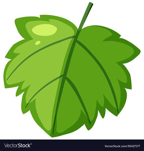 One Green Leaf On White Background Royalty Free Vector Image
