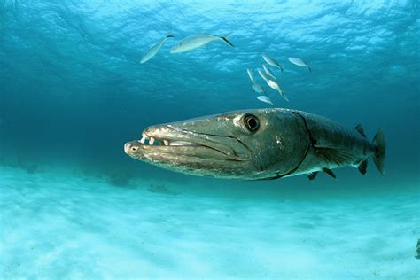 Barracuda Fishing Tips And Tactics Outdoor Life