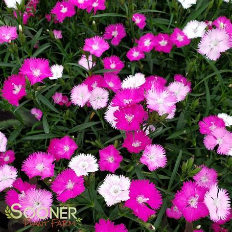 First Love® Dianthus Sooner Plant Farm