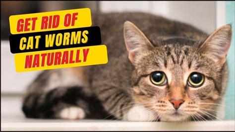 Home Remedies For Worms In Cats😾how To Get Rid Of Cat Worms Youtube