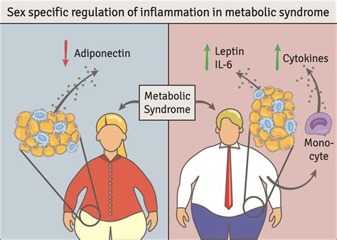 sex specific regulation of inflammation and metabolic syndrome in obesity arteriosclerosis