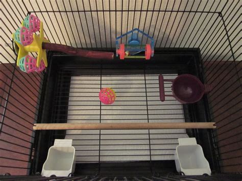 Tips For Caring For Your First Pet Budgie Parakeet Pethelpful