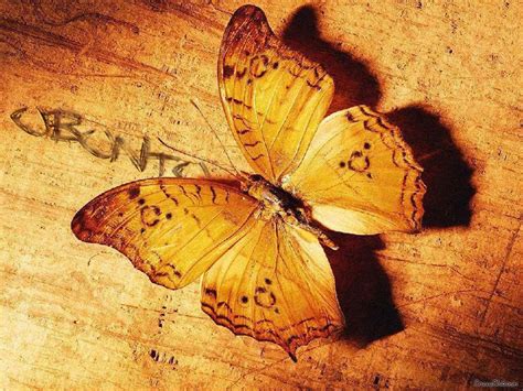 Butterfly Beautiful Wallpapers Enjoy Friendly