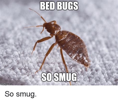 Bed Bugs Sosmug The Office Meme On Meme