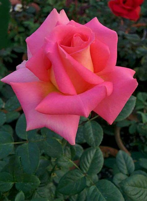 Die 46 Besten Bilder Zu Rosen Rosen Pflanzen Blumen Rosen