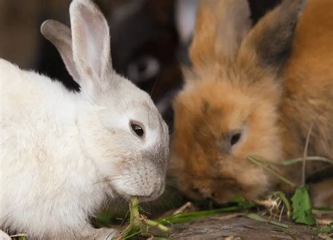 Do Rabbits Know And Recognize Their Siblings Bunny Advice