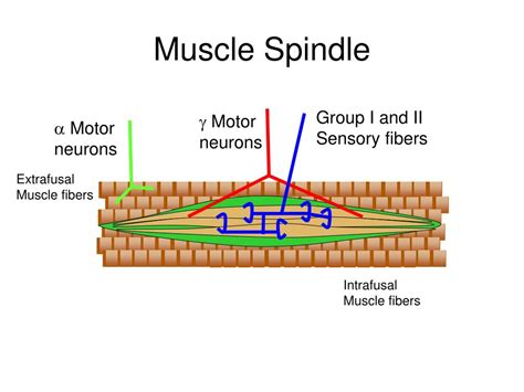 Ppt Today Role Of Calcium Muscle Fiber Membrane Potential And Contraction Neural Control Of
