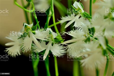 White Egret Flower Pecteilis Radiata Stock Photo Download Image Now