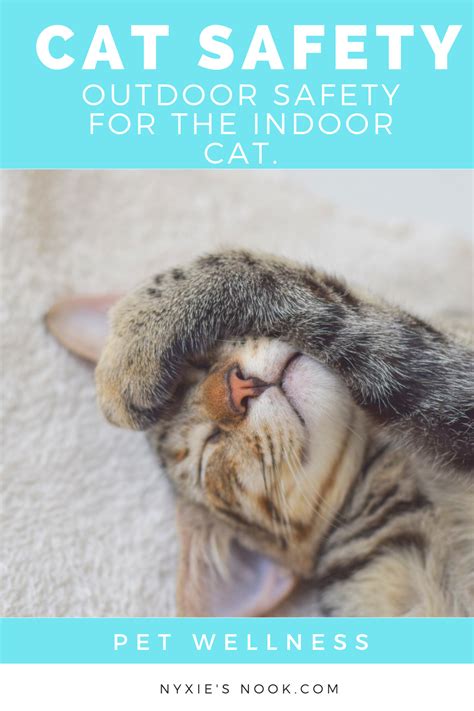 Ad Keep Your Indoor Cat Safe Outside With These Helpful Tips Cats