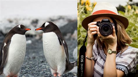 Top 5 Best Canon Lenses For Wildlife Photography Lens Evaluator