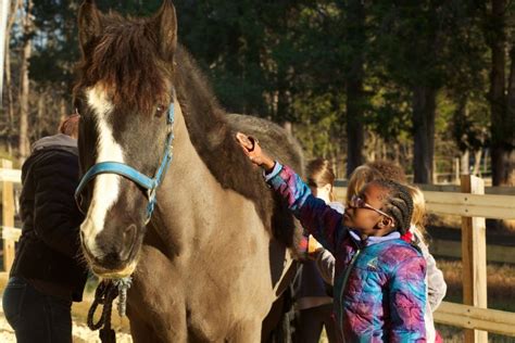 Horse Welfare Equestrian Vaulting Usa