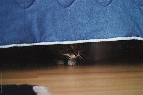 Cute Little Cat Is Hiding Under The Bed By Stocksy Contributor