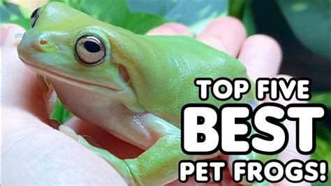 Top Five Best Pet Frogs Youtube