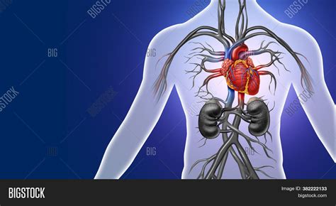 Human Heart Anatomy Image And Photo Free Trial Bigstock