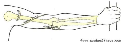 Surface Markings Of The Upper Extremity Prohealthsys