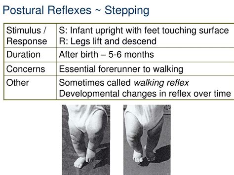Ppt Infant Reflexes And Stereotypies Powerpoint Presentation Id261475