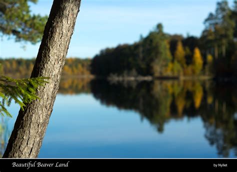 Beautiful Beaver Land Pine Tree Leaning Out Over The Water Flickr