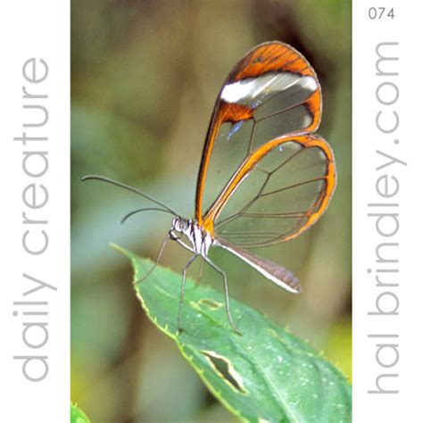 Daily Creature 74 Glasswing Butterfly Hal Brindley Wildlife Photography