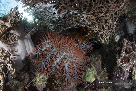 Crown Of Thorns Starfish On Corals — Crown Of Thorns Ocean Stock