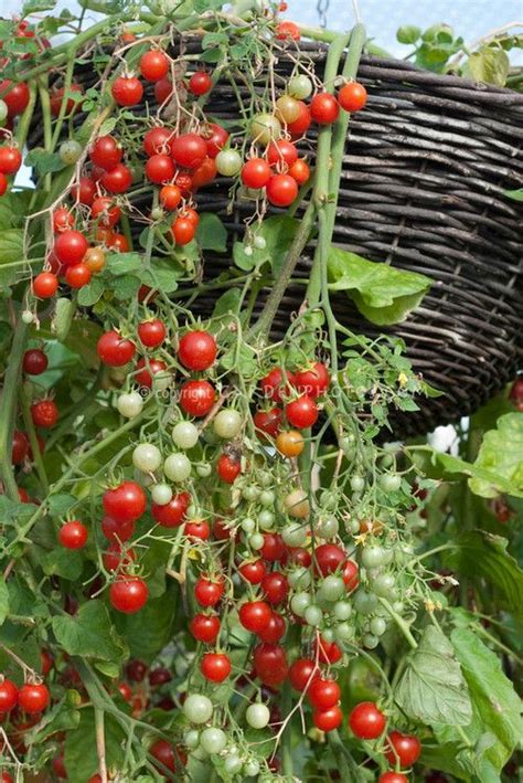 54 Best Hanging Tomatoes Images On Pinterest Tomato Plants Tomatoes