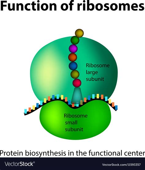 Animal Cell Ribosome Image A Brief Comparison Of Plant Cell Vs