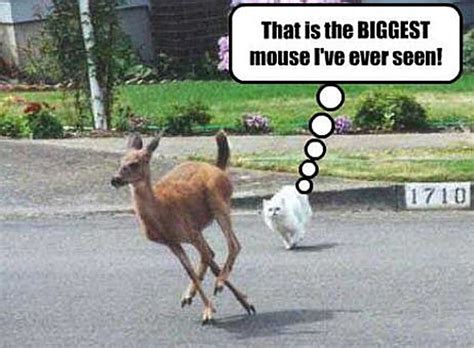 That Is The Biggest Mouse Ive Ever Seen Funny Deer Pictures Funny