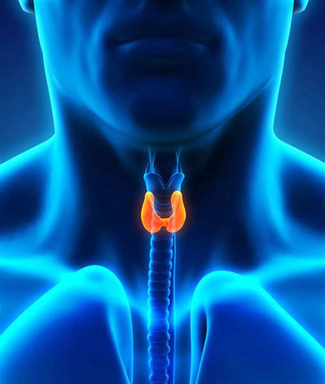 Thyroid Nodules Uci Head And Neck Surgery Uci Ent Doctors