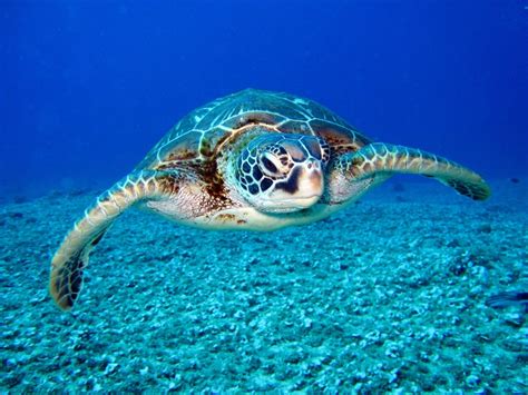 Happy Sea Turtle Week The Event Magazine