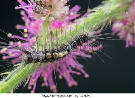 Closeup Tussock Moth Larvae Caterpillar On Stock Photo 1510750934