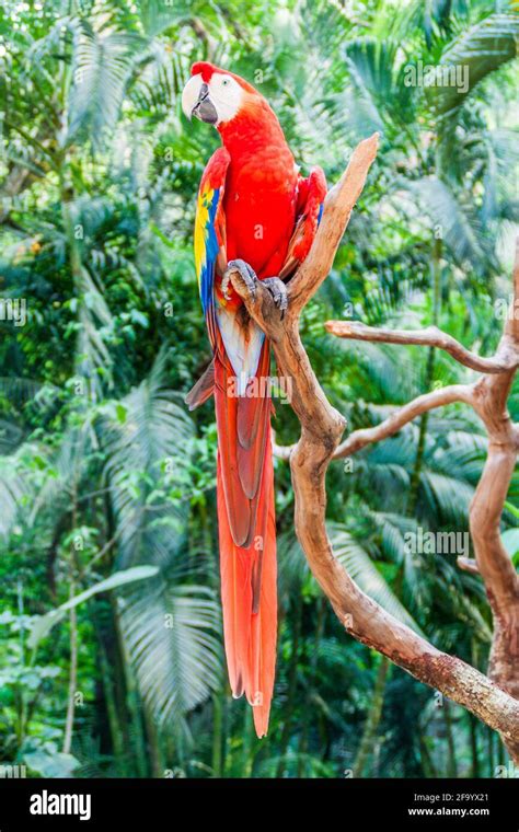 Scarlet Macaw Ara Macao National Bird Of Hinduras In Copan Ruinas