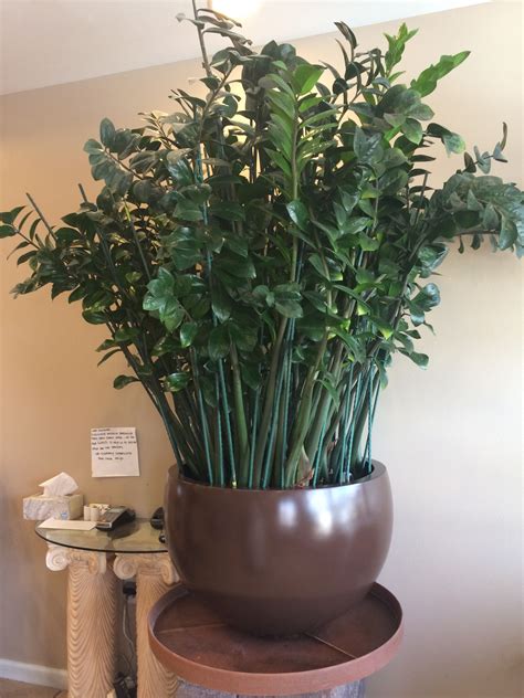 A Huge And Gorgeous Zz Plant Zamioculcas Zamiifolia House Plant
