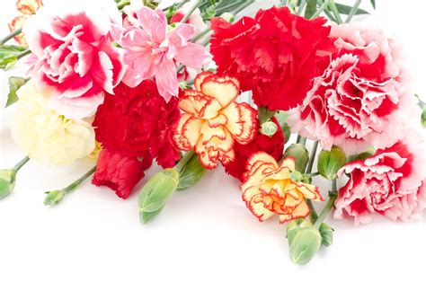 Different Kinds Of Carnations Flower Press