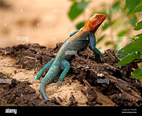 Stunning Adult Male Red Headed Rock Agama Lizard Agama Agama In Vivid
