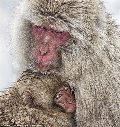 Japanese Macaques Go For The Wet Look After Taking A Hot Bath Daily Mail Online