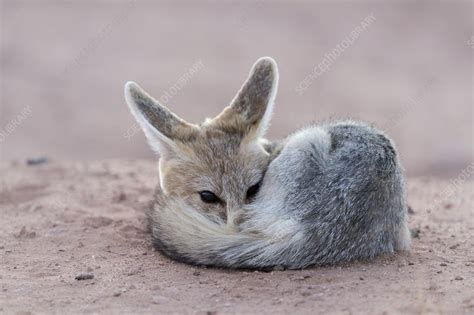 Cape Fox Adult Resting At Dusk Stock Image C0508617 Science