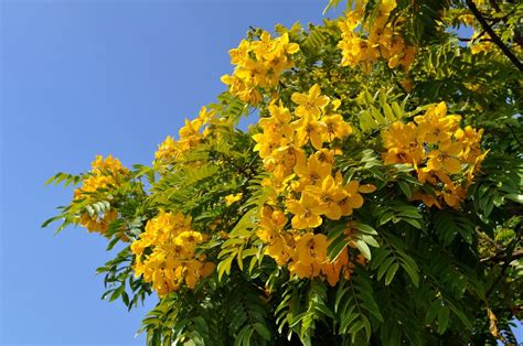 Flowers Photos California Indigenes Tree Yellow Flower Tree With