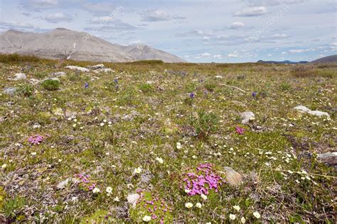Blooming Alpine Tundra Meadow Wildflowers — Stock Photo © Pilens 77603494