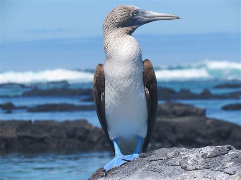 Top 7 Blue Footed Booby Facts Rainforest Cruises