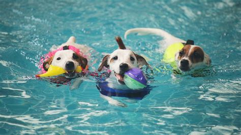15 Cutest Videos Of Dogs Swimming Thatll Make You Want To Have A Doggo