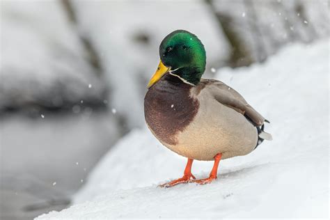 Mallard Duck On Snow Covered Ground · Free Stock Photo