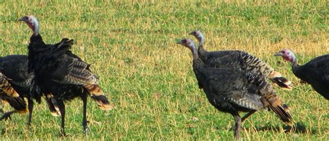 Cannundrums Rio Grande Wild Turkey