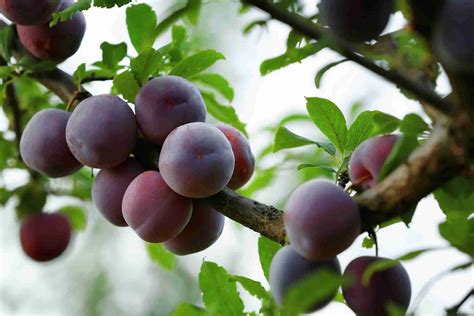 Dwarf Ruby Blood Plum Plantnet® Australia