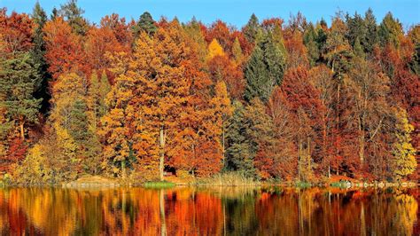 Forest Fall Autumn Nature Season Reflection Trees Lake Hd Wallpaper