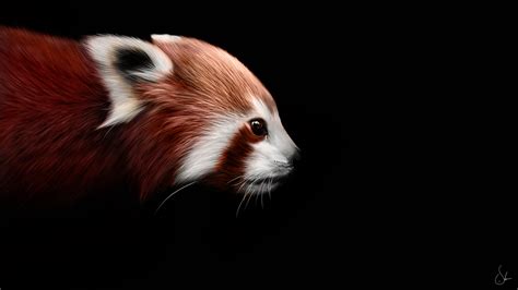 Red Panda Full Hd Wallpaper And Background Image 1920x1080 Id390140