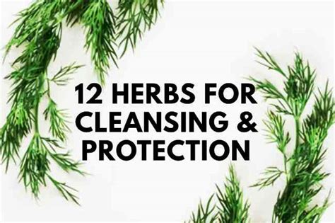 12 Herbs For Protection Ways To Use Them In Your Life