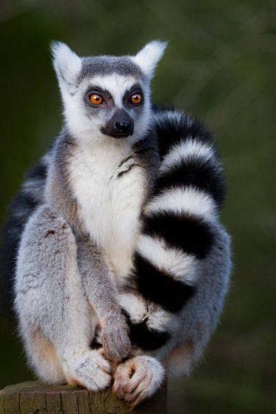 24 Best Strepsirrhini Primate Suborder Lemurs Lorises Pottos