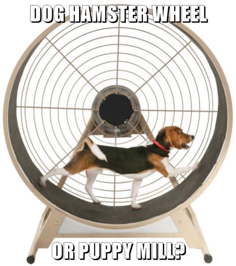 Dog Hamster Wheel Or Puppy Mill I Has A Hotdog Dog Pictures