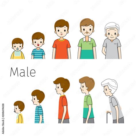 The Life Cycle Of Generations And Stages Of Human Body Different Ages